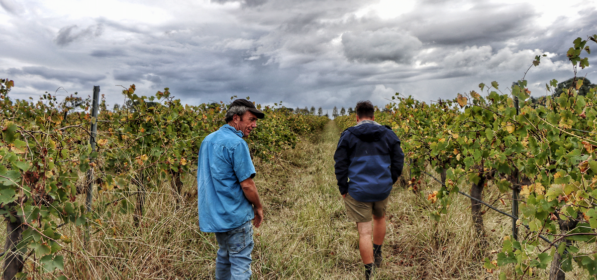 Windowrie : 35 years of Organic Winemaking Excellence – Windowrie Wines